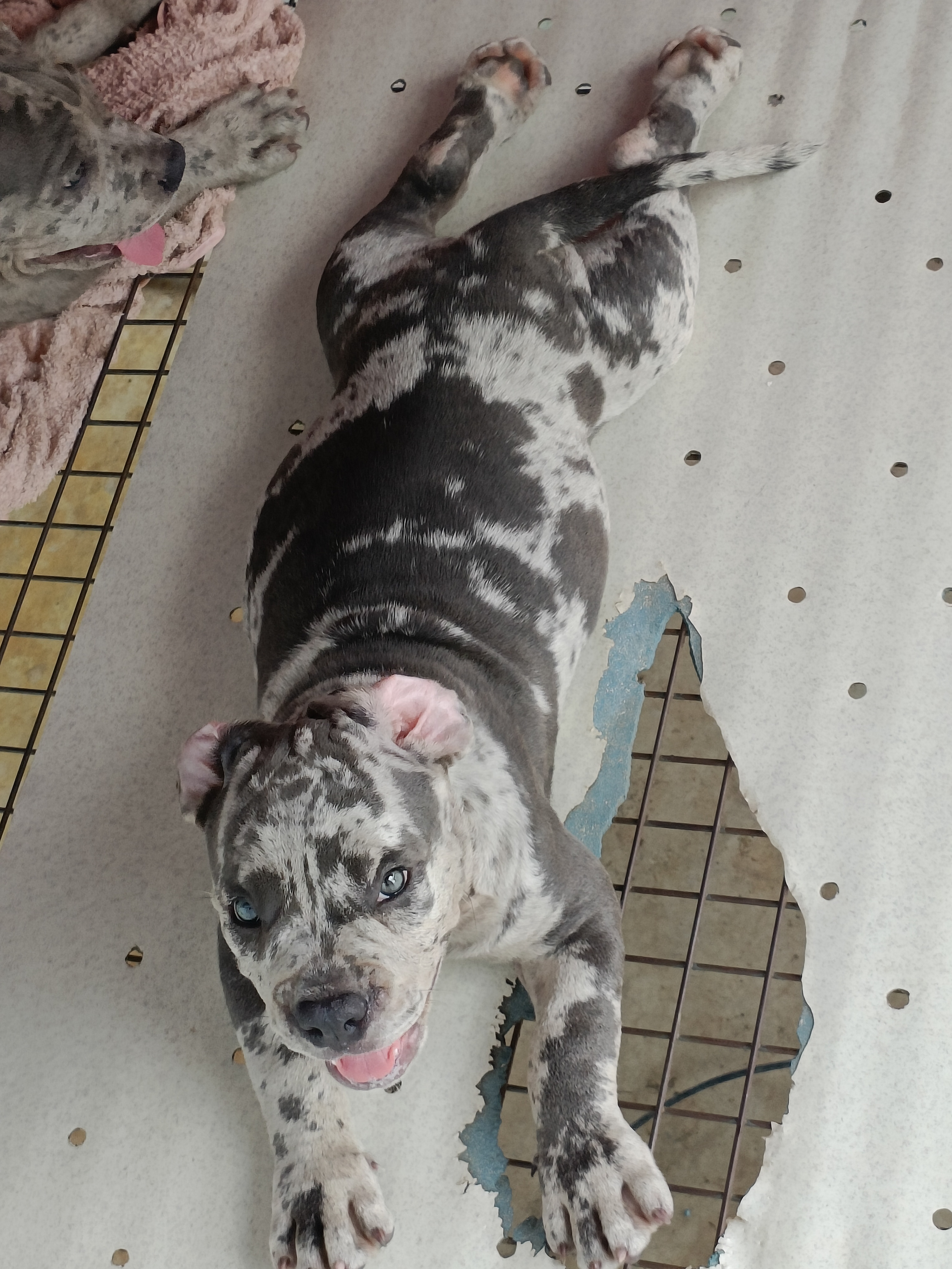 恶霸犬  陨石色大体  公母都有…